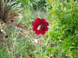 Abeille sur une jolie fleur