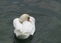 Cygne qui se contorsionne