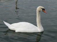 Photo de grand cygne gratuite