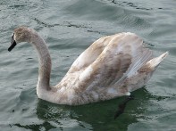 photo de jeune cygne gratuite 3