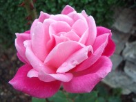 rose insolite 2